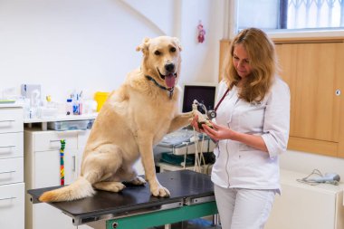 Brno, Çek Cumhuriyeti - 28 Mart 2025: Bir veteriner veteriner veterinerlik kliniğindeki randevusu sırasında bir köpeği muayene eder.