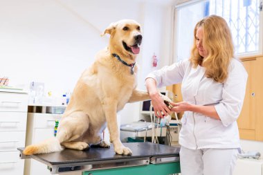 Brno, Çek Cumhuriyeti - 28 Mart 2025: Veteriner köpek pençelerini kesiyor. Veteriner kliniği randevusu.