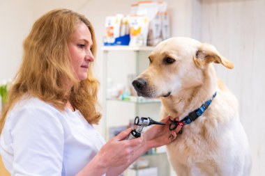 Brno, Çek Cumhuriyeti - 28 Mart 2025: Bir veteriner veteriner veterinerlik kliniğindeki randevusu sırasında bir köpeği muayene eder