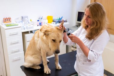Brno, Çek Cumhuriyeti - 28 Mart 2025: Bir veteriner veteriner veterinerlik kliniğindeki randevusu sırasında bir köpeği muayene eder