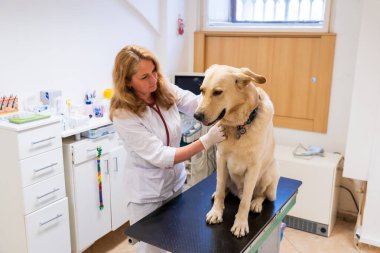 Brno, Çek Cumhuriyeti - 28 Mart 2025: Bir veteriner veteriner veterinerlik kliniğindeki randevusu sırasında bir köpeği muayene eder