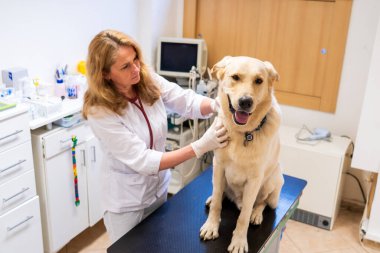 Brno, Çek Cumhuriyeti - 28 Mart 2025: Bir veteriner veteriner veterinerlik kliniğindeki randevusu sırasında bir köpeği muayene eder