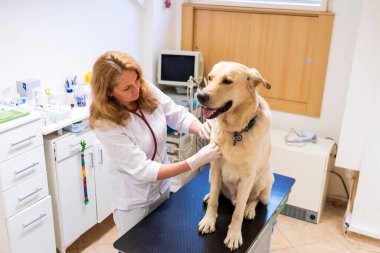 Brno, Çek Cumhuriyeti - 28 Mart 2025: Bir veteriner veteriner veterinerlik kliniğindeki randevusu sırasında bir köpeği muayene eder