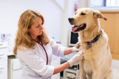 Brno, Çek Cumhuriyeti - 28 Mart 2025: Bir veteriner veteriner veterinerlik kliniğindeki randevusu sırasında bir köpeği muayene eder
