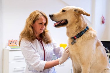 Brno, Çek Cumhuriyeti - 28 Mart 2025: Bir veteriner veteriner veterinerlik kliniğindeki randevusu sırasında bir köpeği muayene eder