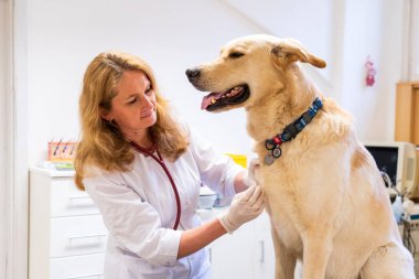 Brno, Çek Cumhuriyeti - 28 Mart 2025: Bir veteriner veteriner veterinerlik kliniğindeki randevusu sırasında bir köpeği muayene eder