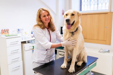 Brno, Çek Cumhuriyeti - 28 Mart 2025: Bir veteriner veteriner veterinerlik kliniğindeki randevusu sırasında bir köpeği muayene eder