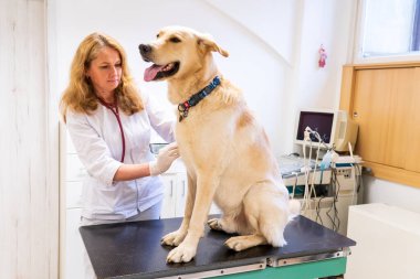 Brno, Çek Cumhuriyeti - 28 Mart 2025: Bir veteriner veteriner veterinerlik kliniğindeki randevusu sırasında bir köpeği muayene eder