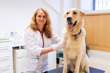 Brno, Çek Cumhuriyeti - 28 Mart 2025: Bir veteriner veteriner veterinerlik kliniğindeki randevusu sırasında bir köpeği muayene eder