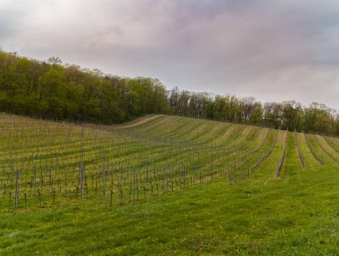 Güney Moravya 'da Lake View ile Spring Vineyard, Çek Cumhuriyeti. Güney Moravya, Çek Cumhuriyeti 'nin pitoresk şarap bölgesinde baharın başlarında çıplak üzüm bağları ve arka planda bir göl manzarası. Görüntü yakalar 