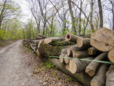 Bahar ormanında ağaç gövdeleri istiflendikten sonra yakın plan görüntüsü. Kütüklerin kesik yüzeyleri net bir şekilde görülebiliyor, bazıları işlem ve ulaşım için kırmızıyla işaretlenmiş. Görüntü orman yönetimi, kereste endüstrisi ve doğal olarak...