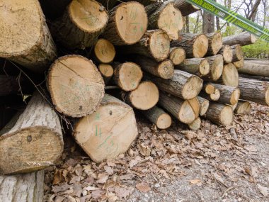 Bahar ormanında ağaç gövdeleri istiflendikten sonra yakın plan görüntüsü. Kütüklerin kesik yüzeyleri net bir şekilde görülebiliyor, bazıları işlem ve ulaşım için kırmızıyla işaretlenmiş. Görüntü orman yönetimi, kereste endüstrisi ve doğal olarak...