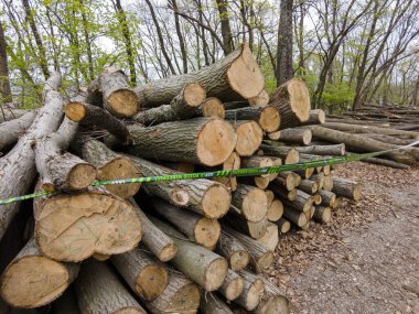 Bahar ormanında ağaç gövdeleri istiflendikten sonra yakın plan görüntüsü. Kütüklerin kesik yüzeyleri net bir şekilde görülebiliyor, bazıları işlem ve ulaşım için kırmızıyla işaretlenmiş. Görüntü orman yönetimi, kereste endüstrisi ve doğal olarak...