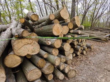 Bahar ormanında ağaç gövdeleri istiflendikten sonra yakın plan görüntüsü. Kütüklerin kesik yüzeyleri net bir şekilde görülebiliyor, bazıları işlem ve ulaşım için kırmızıyla işaretlenmiş. Görüntü orman yönetimi, kereste endüstrisi ve doğal olarak...