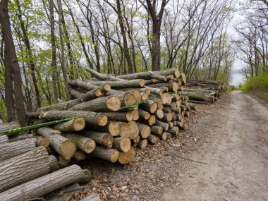 Bahar ormanında ağaç gövdeleri istiflendikten sonra yakın plan görüntüsü. Kütüklerin kesik yüzeyleri net bir şekilde görülebiliyor, bazıları işlem ve ulaşım için kırmızıyla işaretlenmiş. Görüntü orman yönetimi, kereste endüstrisi ve doğal olarak...