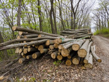 Bahar ormanında ağaç gövdeleri istiflendikten sonra yakın plan görüntüsü. Kütüklerin kesik yüzeyleri net bir şekilde görülebiliyor, bazıları işlem ve ulaşım için kırmızıyla işaretlenmiş. Görüntü orman yönetimi, kereste endüstrisi ve doğal olarak...