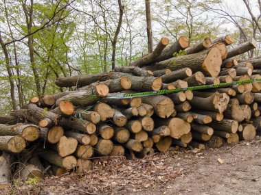 Bahar ormanında ağaç gövdeleri istiflendikten sonra yakın plan görüntüsü. Kütüklerin kesik yüzeyleri net bir şekilde görülebiliyor, bazıları işlem ve ulaşım için kırmızıyla işaretlenmiş. Görüntü orman yönetimi, kereste endüstrisi ve doğal olarak...
