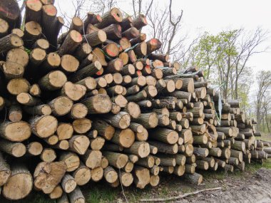 Bahar ormanında ağaç gövdeleri istiflendikten sonra yakın plan görüntüsü. Kütüklerin kesik yüzeyleri net bir şekilde görülebiliyor, bazıları işlem ve ulaşım için kırmızıyla işaretlenmiş. Görüntü orman yönetimi, kereste endüstrisi ve doğal olarak...