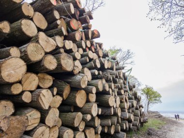 Bahar ormanında ağaç gövdeleri istiflendikten sonra yakın plan görüntüsü. Kütüklerin kesik yüzeyleri net bir şekilde görülebiliyor, bazıları işlem ve ulaşım için kırmızıyla işaretlenmiş. Görüntü orman yönetimi, kereste endüstrisi ve doğal olarak...