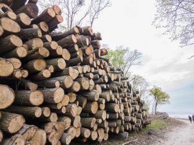 Bahar ormanında ağaç gövdeleri istiflendikten sonra yakın plan görüntüsü. Kütüklerin kesik yüzeyleri net bir şekilde görülebiliyor, bazıları işlem ve ulaşım için kırmızıyla işaretlenmiş. Görüntü orman yönetimi, kereste endüstrisi ve doğal olarak...
