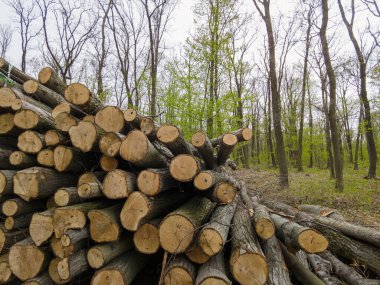 Bahar ormanında ağaç gövdeleri istiflendikten sonra yakın plan görüntüsü. Kütüklerin kesik yüzeyleri net bir şekilde görülebiliyor, bazıları işlem ve ulaşım için kırmızıyla işaretlenmiş. Görüntü orman yönetimi, kereste endüstrisi ve doğal olarak...