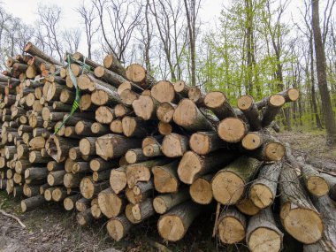 Bahar ormanında ağaç gövdeleri istiflendikten sonra yakın plan görüntüsü. Kütüklerin kesik yüzeyleri net bir şekilde görülebiliyor, bazıları işlem ve ulaşım için kırmızıyla işaretlenmiş. Görüntü orman yönetimi, kereste endüstrisi ve doğal olarak...