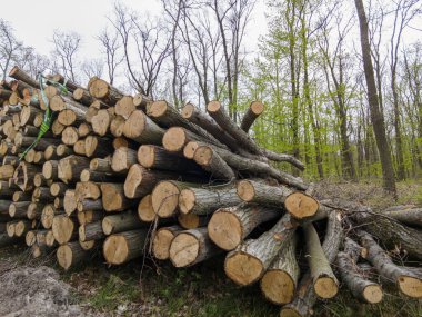 Bahar ormanında ağaç gövdeleri istiflendikten sonra yakın plan görüntüsü. Kütüklerin kesik yüzeyleri net bir şekilde görülebiliyor, bazıları işlem ve ulaşım için kırmızıyla işaretlenmiş. Görüntü orman yönetimi, kereste endüstrisi ve doğal olarak...