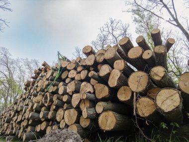 Bahar ormanında ağaç gövdeleri istiflendikten sonra yakın plan görüntüsü. Kütüklerin kesik yüzeyleri net bir şekilde görülebiliyor, bazıları işlem ve ulaşım için kırmızıyla işaretlenmiş. Görüntü orman yönetimi, kereste endüstrisi ve doğal olarak...