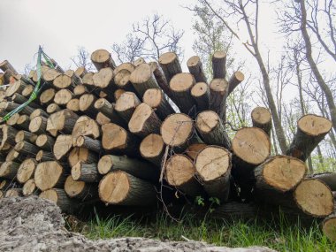 Bahar ormanında ağaç gövdeleri istiflendikten sonra yakın plan görüntüsü. Kütüklerin kesik yüzeyleri net bir şekilde görülebiliyor, bazıları işlem ve ulaşım için kırmızıyla işaretlenmiş. Görüntü orman yönetimi, kereste endüstrisi ve doğal olarak...