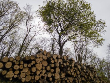 Bahar ormanında ağaç gövdeleri istiflendikten sonra yakın plan görüntüsü. Kütüklerin kesik yüzeyleri net bir şekilde görülebiliyor, bazıları işlem ve ulaşım için kırmızıyla işaretlenmiş. Görüntü orman yönetimi, kereste endüstrisi ve doğal olarak...
