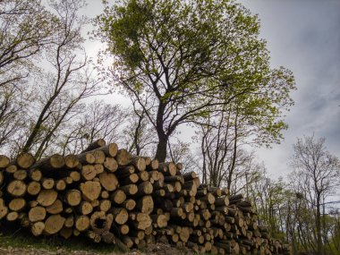 Bahar ormanında ağaç gövdeleri istiflendikten sonra yakın plan görüntüsü. Kütüklerin kesik yüzeyleri net bir şekilde görülebiliyor, bazıları işlem ve ulaşım için kırmızıyla işaretlenmiş. Görüntü orman yönetimi, kereste endüstrisi ve doğal olarak...