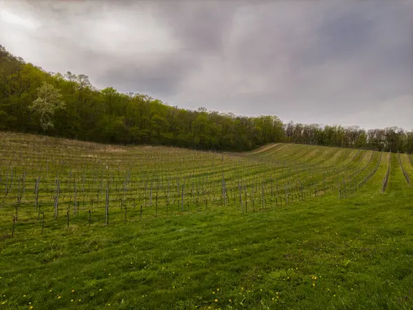 Güney Moravya 'da Lake View ile Spring Vineyard, Çek Cumhuriyeti. Güney Moravya, Çek Cumhuriyeti 'nin pitoresk şarap bölgesinde baharın başlarında çıplak üzüm bağları ve arka planda bir göl manzarası. Görüntü yakalar 