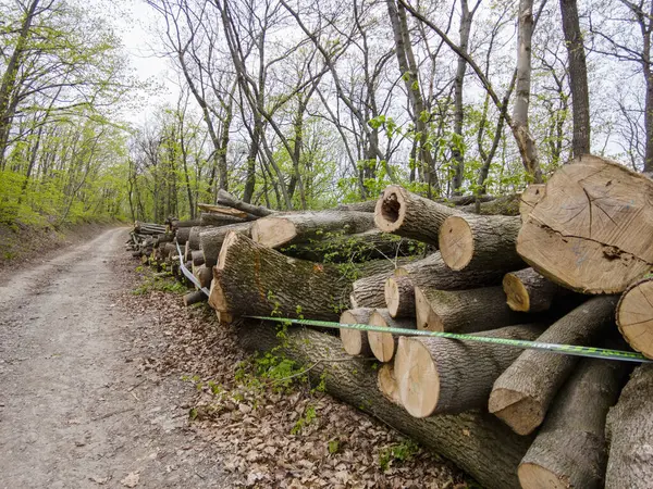 Bahar ormanında ağaç gövdeleri istiflendikten sonra yakın plan görüntüsü. Kütüklerin kesik yüzeyleri net bir şekilde görülebiliyor, bazıları işlem ve ulaşım için kırmızıyla işaretlenmiş. Görüntü orman yönetimi, kereste endüstrisi ve doğal olarak...