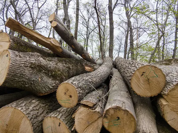 Bahar ormanında ağaç gövdeleri istiflendikten sonra yakın plan görüntüsü. Kütüklerin kesik yüzeyleri net bir şekilde görülebiliyor, bazıları işlem ve ulaşım için kırmızıyla işaretlenmiş. Görüntü orman yönetimi, kereste endüstrisi ve doğal olarak...