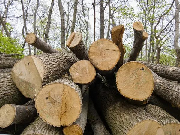 Bahar ormanında ağaç gövdeleri istiflendikten sonra yakın plan görüntüsü. Kütüklerin kesik yüzeyleri net bir şekilde görülebiliyor, bazıları işlem ve ulaşım için kırmızıyla işaretlenmiş. Görüntü orman yönetimi, kereste endüstrisi ve doğal olarak...