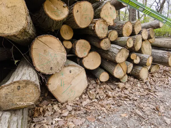 Bahar ormanında ağaç gövdeleri istiflendikten sonra yakın plan görüntüsü. Kütüklerin kesik yüzeyleri net bir şekilde görülebiliyor, bazıları işlem ve ulaşım için kırmızıyla işaretlenmiş. Görüntü orman yönetimi, kereste endüstrisi ve doğal olarak...