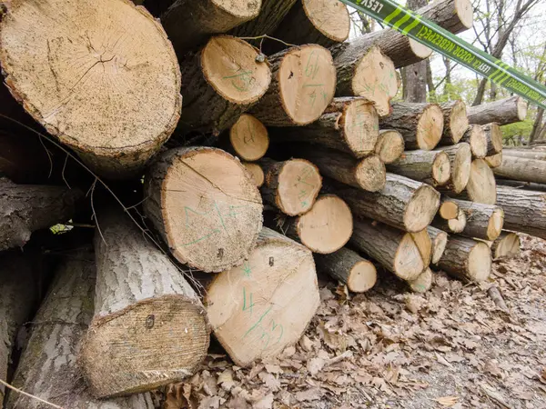Bahar ormanında ağaç gövdeleri istiflendikten sonra yakın plan görüntüsü. Kütüklerin kesik yüzeyleri net bir şekilde görülebiliyor, bazıları işlem ve ulaşım için kırmızıyla işaretlenmiş. Görüntü orman yönetimi, kereste endüstrisi ve doğal olarak...