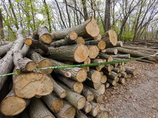 Bahar ormanında ağaç gövdeleri istiflendikten sonra yakın plan görüntüsü. Kütüklerin kesik yüzeyleri net bir şekilde görülebiliyor, bazıları işlem ve ulaşım için kırmızıyla işaretlenmiş. Görüntü orman yönetimi, kereste endüstrisi ve doğal olarak...