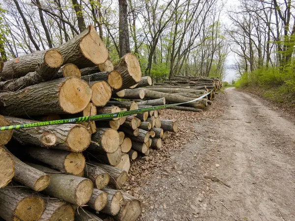 Bahar ormanında ağaç gövdeleri istiflendikten sonra yakın plan görüntüsü. Kütüklerin kesik yüzeyleri net bir şekilde görülebiliyor, bazıları işlem ve ulaşım için kırmızıyla işaretlenmiş. Görüntü orman yönetimi, kereste endüstrisi ve doğal olarak...