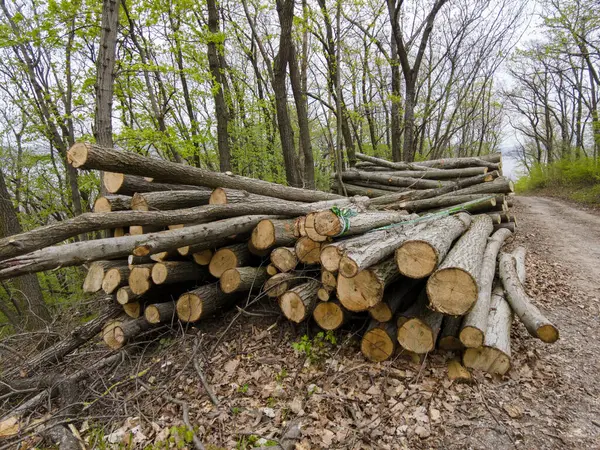 Bahar ormanında ağaç gövdeleri istiflendikten sonra yakın plan görüntüsü. Kütüklerin kesik yüzeyleri net bir şekilde görülebiliyor, bazıları işlem ve ulaşım için kırmızıyla işaretlenmiş. Görüntü orman yönetimi, kereste endüstrisi ve doğal olarak...