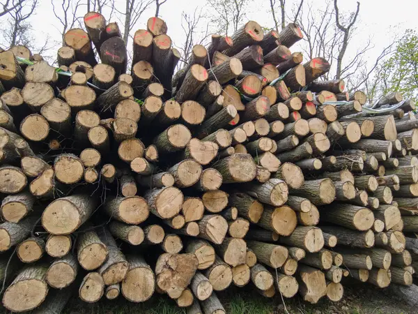 Bahar ormanında ağaç gövdeleri istiflendikten sonra yakın plan görüntüsü. Kütüklerin kesik yüzeyleri net bir şekilde görülebiliyor, bazıları işlem ve ulaşım için kırmızıyla işaretlenmiş. Görüntü orman yönetimi, kereste endüstrisi ve doğal olarak...