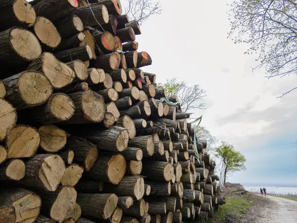Bahar ormanında ağaç gövdeleri istiflendikten sonra yakın plan görüntüsü. Kütüklerin kesik yüzeyleri net bir şekilde görülebiliyor, bazıları işlem ve ulaşım için kırmızıyla işaretlenmiş. Görüntü orman yönetimi, kereste endüstrisi ve doğal olarak...