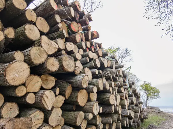 Bahar ormanında ağaç gövdeleri istiflendikten sonra yakın plan görüntüsü. Kütüklerin kesik yüzeyleri net bir şekilde görülebiliyor, bazıları işlem ve ulaşım için kırmızıyla işaretlenmiş. Görüntü orman yönetimi, kereste endüstrisi ve doğal olarak...