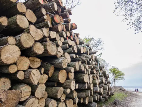 Bahar ormanında ağaç gövdeleri istiflendikten sonra yakın plan görüntüsü. Kütüklerin kesik yüzeyleri net bir şekilde görülebiliyor, bazıları işlem ve ulaşım için kırmızıyla işaretlenmiş. Görüntü orman yönetimi, kereste endüstrisi ve doğal olarak...