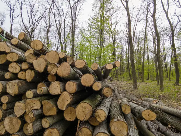 Bahar ormanında ağaç gövdeleri istiflendikten sonra yakın plan görüntüsü. Kütüklerin kesik yüzeyleri net bir şekilde görülebiliyor, bazıları işlem ve ulaşım için kırmızıyla işaretlenmiş. Görüntü orman yönetimi, kereste endüstrisi ve doğal olarak...