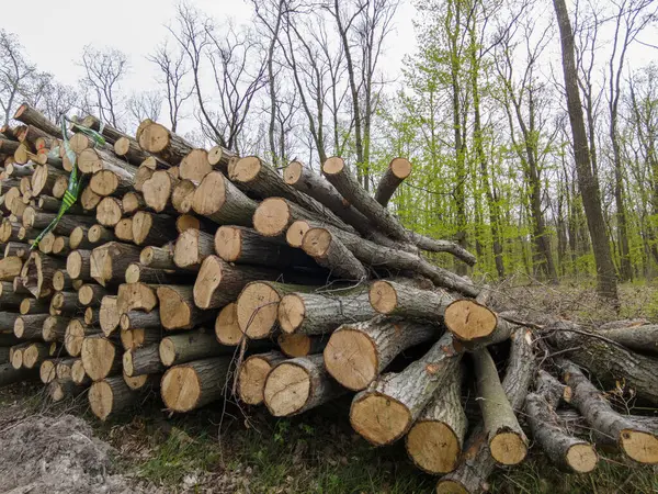 Bahar ormanında ağaç gövdeleri istiflendikten sonra yakın plan görüntüsü. Kütüklerin kesik yüzeyleri net bir şekilde görülebiliyor, bazıları işlem ve ulaşım için kırmızıyla işaretlenmiş. Görüntü orman yönetimi, kereste endüstrisi ve doğal olarak...