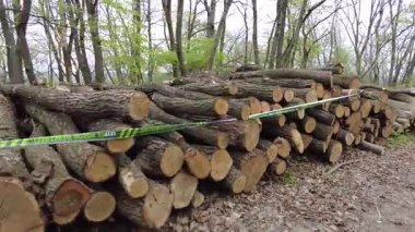 Kereste hasadından sonra ormanda istiflenmiş kütükler. Bahar ormanında ağaç gövdeleri istiflendikten sonra yakın plan görüntüsü. Kütüklerin kesik yüzeyleri net bir şekilde görülebiliyor, bazıları işlem ve ulaşım için kırmızı ile işaretlenmiş..