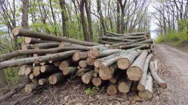Kereste hasadından sonra ormanda istiflenmiş kütükler. Bahar ormanında ağaç gövdeleri istiflendikten sonra yakın plan görüntüsü. Kütüklerin kesik yüzeyleri net bir şekilde görülebiliyor, bazıları işlem ve ulaşım için kırmızı ile işaretlenmiş..