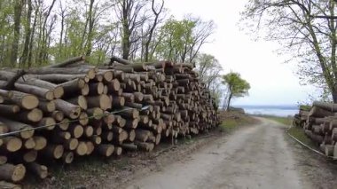 Kereste hasadından sonra ormanda istiflenmiş kütükler. Bahar ormanında ağaç gövdeleri istiflendikten sonra yakın plan görüntüsü. Kütüklerin kesik yüzeyleri net bir şekilde görülebiliyor, bazıları işlem ve ulaşım için kırmızı ile işaretlenmiş..