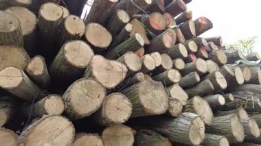 Kereste hasadından sonra ormanda istiflenmiş kütükler. Bahar ormanında ağaç gövdeleri istiflendikten sonra yakın plan görüntüsü. Kütüklerin kesik yüzeyleri net bir şekilde görülebiliyor, bazıları işlem ve ulaşım için kırmızı ile işaretlenmiş..